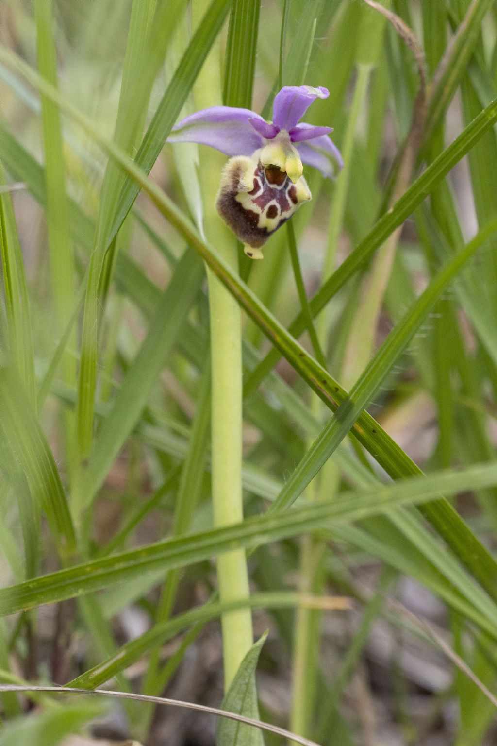 Ophrys subseries Holosericeae